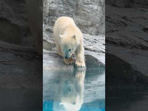 shorts うん🐻‍❄️今日もカワイイっと思ったカナ🤭　  ホッキョクグマのモモ太くん　秋田県男鹿水族館GAOにて2…
