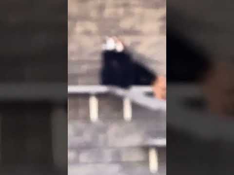 shorts 可愛いねぇ❤️ランマルくん　レッサーパンダ　浜松市動物園　IMG 8462