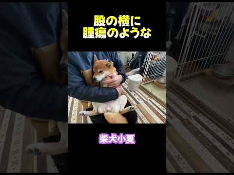 股の横に 腫瘍のような 神戸 柴犬 shiba shibainu 癒し サムネイル