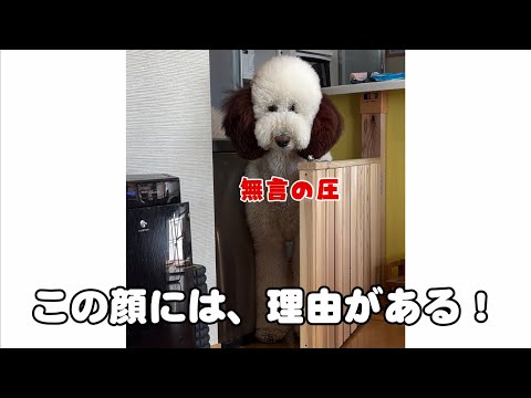 無言の圧…自分で入ったのになぜか出れなくなった犬