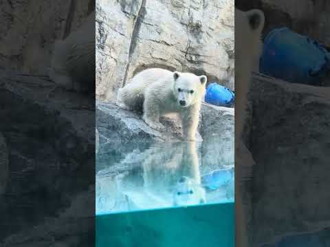 shorts モモ太くん　水面を確認❓　ホッキョクグマ　男鹿水族館GAO 2026年5月22日　IMG 4918 サムネイル