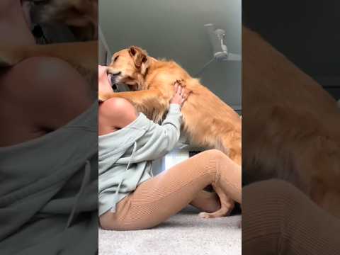 coming home to my golden retriever🥵 goldenretreiver dog ind… サムネイル