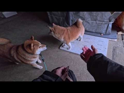 モモさんもヘソを曲げることがあります サムネイル