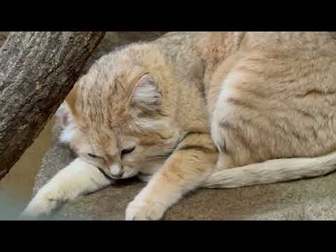 ムスタくん グルーミングして〜また寝る⁈  スナネコ　埼玉県こども動物自然公園にて　2026年3月6日 サムネイル