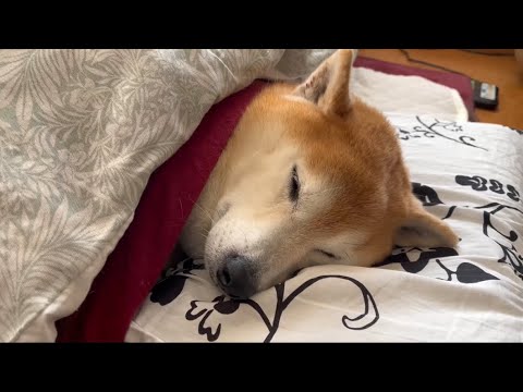 柴犬福 リビングで寝てた時の柴犬🤣Shiba-Sleep🤣 サムネイル