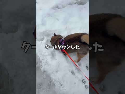 燃えろいい🐕柴犬？ サムネイル