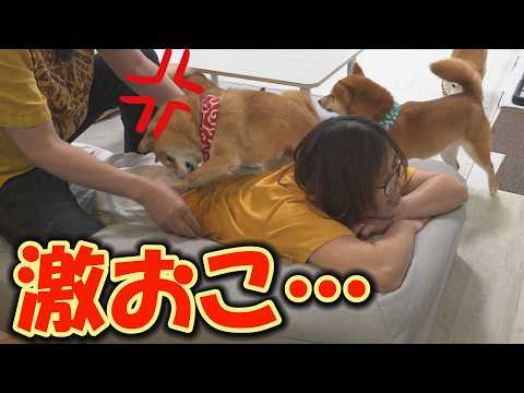 嫉妬した柴犬がマッサージを止めさせようと、パパを攻撃してきました・・・