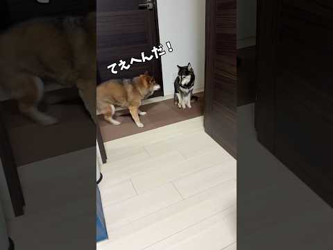 飼い主の部屋をのぞいた🐕黒柴がとった行動… サムネイル