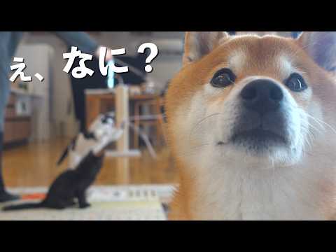 ママは気づきました…ネコの異変に。 サムネイル