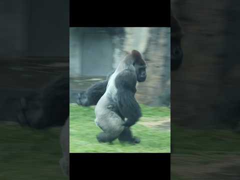 Silverback D'jeeco walking in the rain gorilla gorillatag t… サムネイル