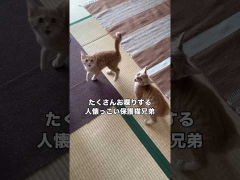 出会ったその瞬間からなぜか人懐っこかった保護猫兄弟の鳴き声 保護猫 子猫 茶トラ 野良猫 サムネイル