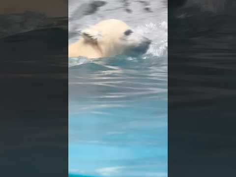 shorts モモ太くん クマかき時間🐻‍❄️    ホッキョクグマの仔　秋田県男鹿水族館GAOにて2026年5月1日 サムネイル