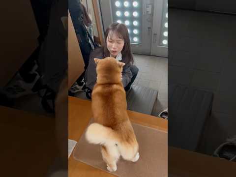 柴犬福 うるさ過ぎる姉の帰宅に身体を震わせて喜ばせるボッキュン🤣Sis and Shiba🤣姉と柴 shorts 柴犬… サムネイル