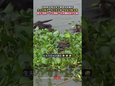 以防你沒看過水牛群潛水的模樣 笑點有兩頭一頭天真無邪一頭是冷酷無情 牛 動物 有趣 搞笑 cow funny cure… サムネイル