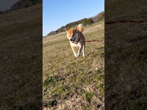 柴犬とん君がしっかりお返事できたので、河川敷に行ってきたよ！　柴犬　柴犬とん サムネイル