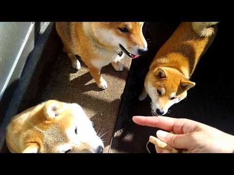 2026年2月22日(日) 裏口に並ぶクッキーモンスターたち サムネイル