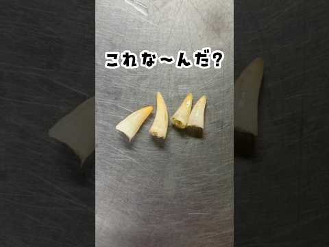 これなーんだ？　東武動物公園 動物 動物園 animals zoo クイズ サムネイル