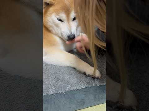 柴犬福 姉に油断ならないと言われちゃう柴犬🤣Sis and Shiba🤣姉と柴 shorts japanesedog…