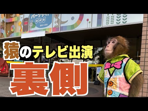 NHKのお猿さんへの対応が神すぎました サムネイル