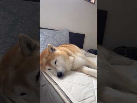 柴犬福 排泄事情を母にもバラされる台低気圧弱ちまる🤣Shiba-Sleep😂shorts 柴犬 japanesedog… サムネイル