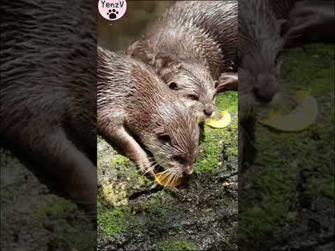 小爪水獺 small-clawed otter taipeizoo 台北市立動物園 cuteanimals shorts