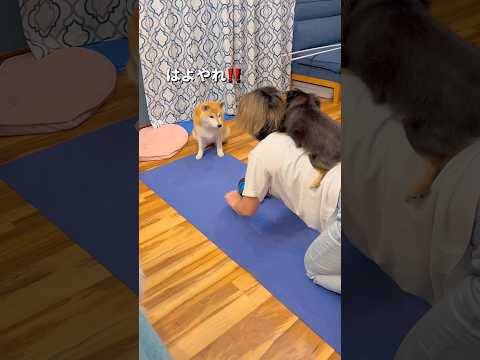 邪魔してるのか応援してるのか⁉️😂柴犬 チワワ shorts サムネイル