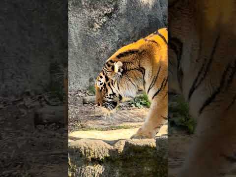 shorts アムールトラ🐯のサーシャちゃん　浜松市動物園　2026年2月14日　IMG 8403 サムネイル