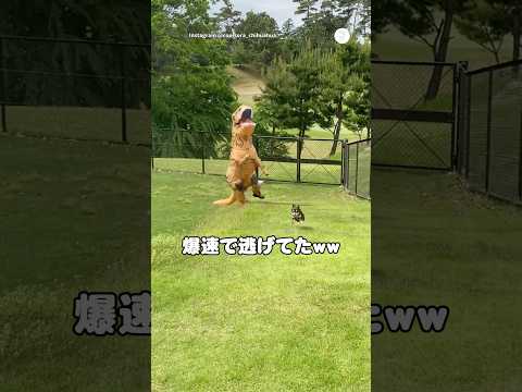 恐竜に追いかけられて全力で逃げるチワワ　チワワ　犬　いぬ　かわいい犬 恐竜