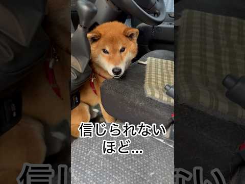 ’26.5.4 力丸の寝床…？ 柴犬 shibainu 柴犬のいる暮らし 柴犬の日常 車中泊犬 カメラ目線 力丸 サムネイル
