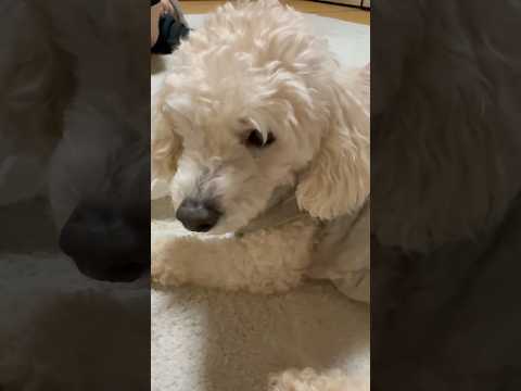 shorts タローちゃん　トイプードル　2026年3月6日 サムネイル