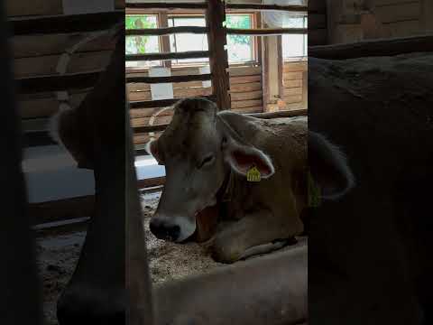 shorts ママのステラちゃんとケッコロくん　埼玉県こども動物自然公園にて　2026年5月30日 サムネイル