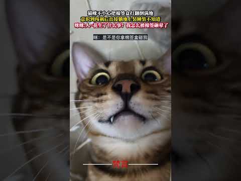 貓咪不小心把棉花棒盒打翻倒滿地 意識到闖禍後直接躺地上裝睡裝不知道 貓 意外 有趣 可愛 搞笑 萌寵 cat cute…