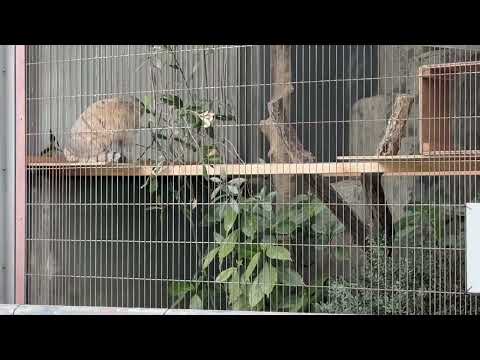 下からピョンピョン！　エルくんとミーニャちゃんの息子たち　マヌルネコ　東山動植物園にて　2026年3月13日 サムネイル