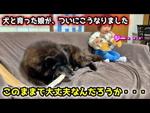 甲斐犬と育った赤ちゃんが、ヤバい行動に・・・【犬娘】【子育て犬】 サムネイル