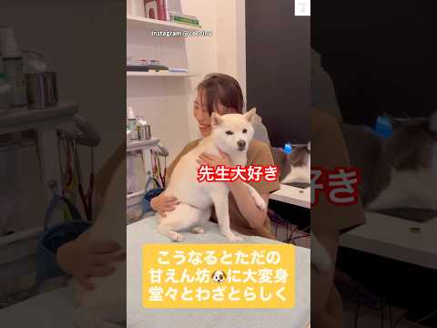 文句言ってたけど…最後は先生にハグする柴犬😂　#柴犬　#豆柴　#白柴　#犬　#かわいい犬 サムネイル