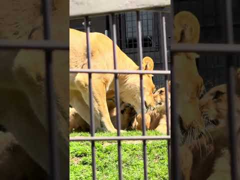 shorts せっかくママがベロベロしたのに😅　ライオンファミリー　のんほいパークにて　2026年4月3日 サムネイル