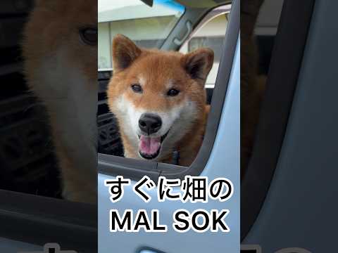 ’26.4.12 力丸は元気です♪ 柴犬 shibainu 柴犬のいる暮らし 柴犬の日常 走る犬 カメラ目線 力丸 サムネイル