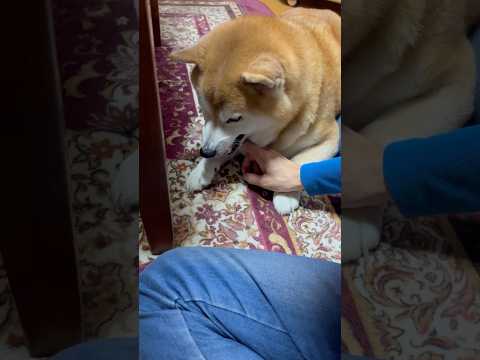 柴犬福 女3世代に初手からキレ気味の王子🤣Sis and Shiba🤣姉と柴 shorts japanesedog 柴… サムネイル