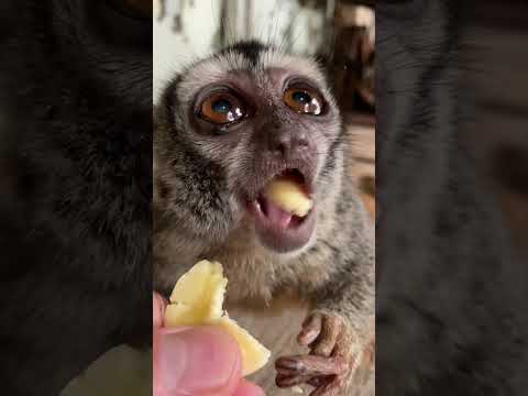 お客様からのプレゼントのバナナに大喜びなヨザルのよっちゃん♪shorts おばあちゃん grandma サムネイル