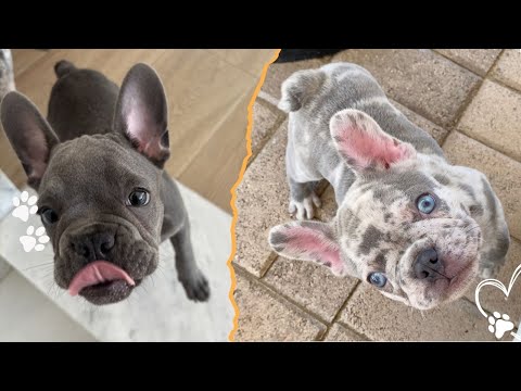 The 4 Most Popular French Bulldog Colors サムネイル