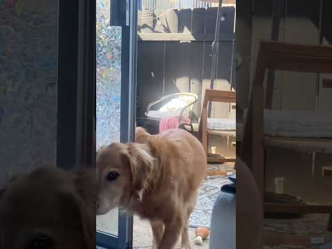 coming home to my golden retriever❤️india retreiver dog pup…