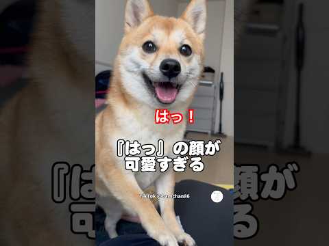 『はっ』を繰り返す豆柴が可愛すぎた　　　　　柴犬　犬　かわいい犬 面白い　豆柴
