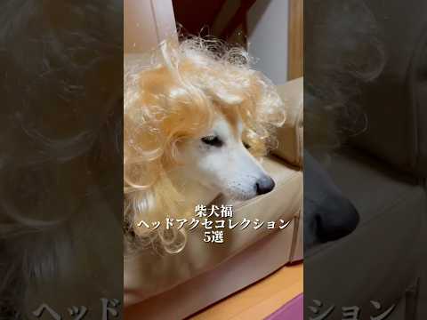 柴犬福 福のヘッドアクセコレクション🤣Shiba-accessory🤣姉と柴 shorts 柴犬 shibainu j… サムネイル