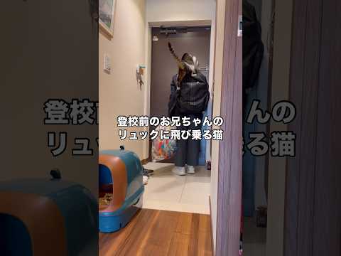 登校直前のお兄ちゃんのリュックに勢いよくジャンプして乗る猫 猫 リュック猫 保護猫 shorts サムネイル