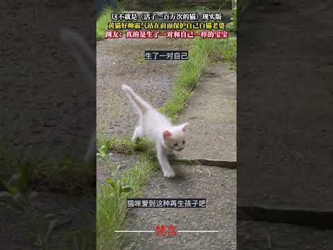 這不就是《活了一百萬次的貓》現實版 黃貓好帥霸氣站在前面保護自己白貓老婆 貓 愛情 家人 cat love famil…