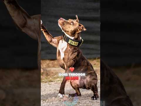 4 Stages Every Pit Bull Goes Through in Life shorts dog pet… サムネイル