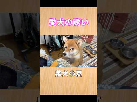 愛犬の誘いは断れない 神戸 柴犬 shiba shibainu 癒し サムネイル