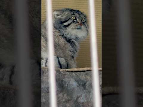 #shorts マヌルネコのグルーシャくん　旭山動物園　2025年12月20日 サムネイル