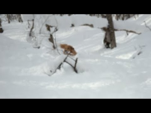 ミントの大冒険 がライブ配信中！ サムネイル