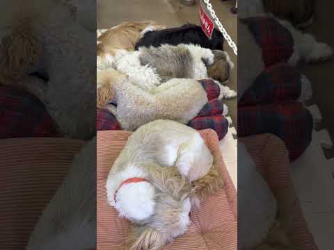 shorts おイヌの寝床🤭　ワンニャンリビング　那須どうぶつ王国にて　2026年4月11日 サムネイル